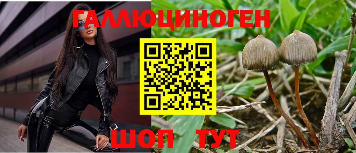 Галлюциногенные грибы Psilocybine cubensis  Вход с VPN  Советский 